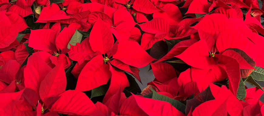 beautiful poinsettia